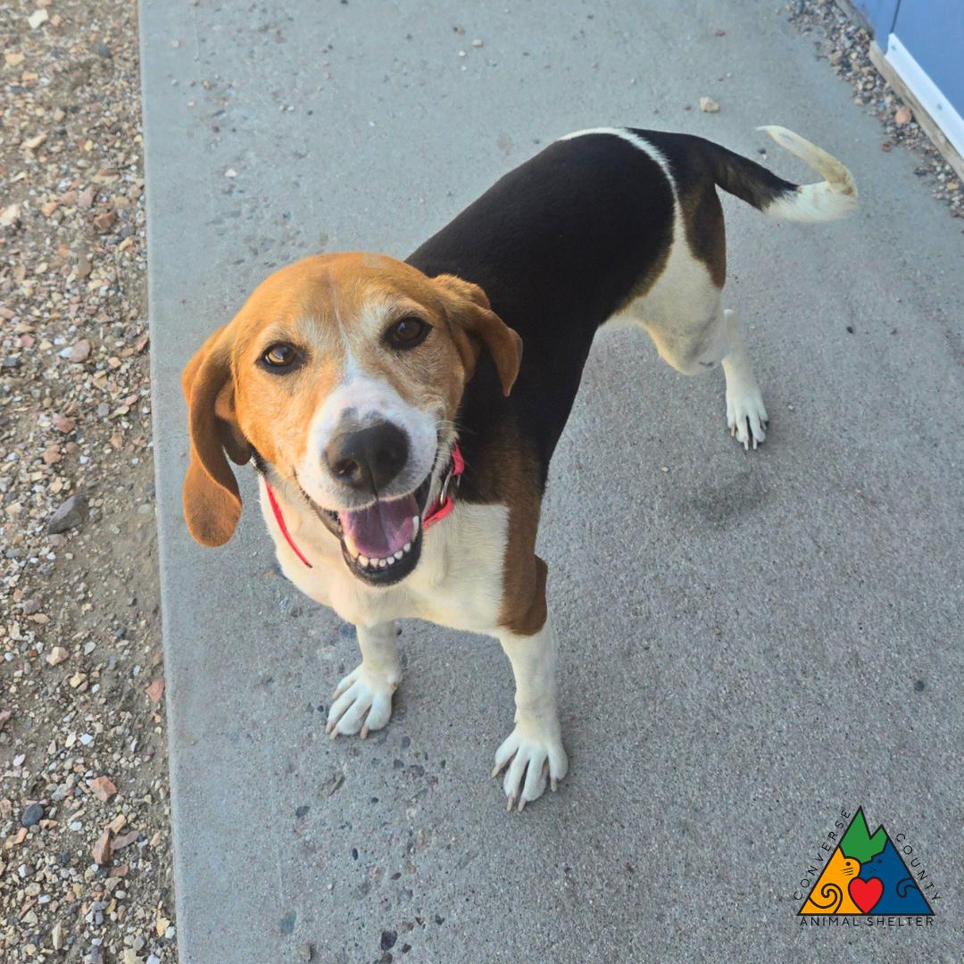 Sugar, an adopted Treeing Walker Coonhound in Douglas, WY image 2/4