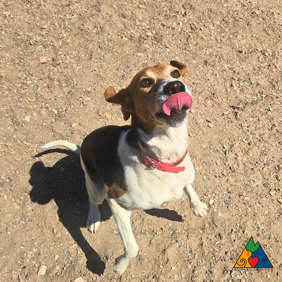 Sugar, an adopted Treeing Walker Coonhound in Douglas, WY image 3/4