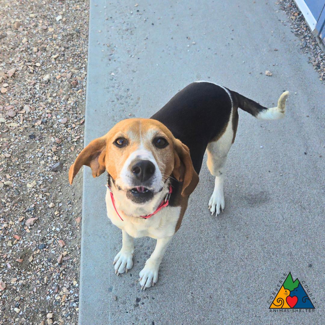 Sugar, an adopted Treeing Walker Coonhound in Douglas, WY image 4/4