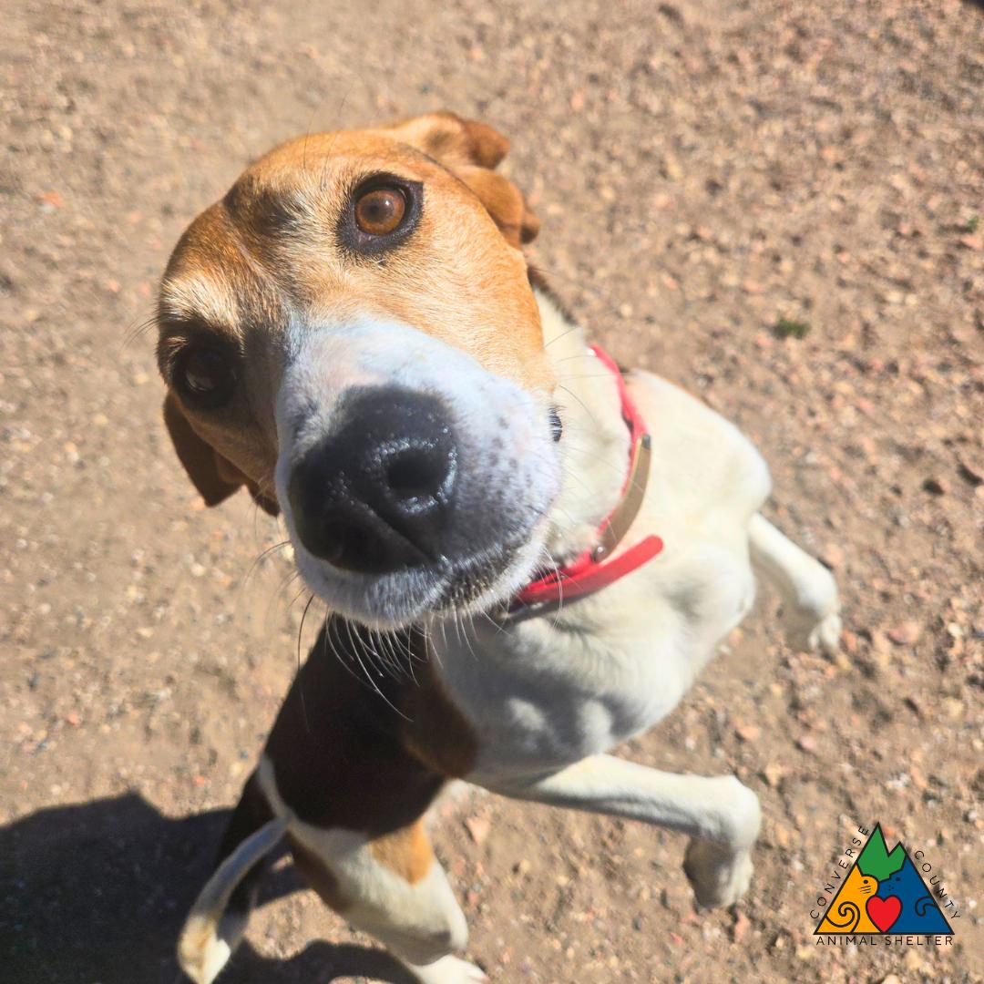 Sugar, adopted, Adult Female Treeing Walker Coonhound.