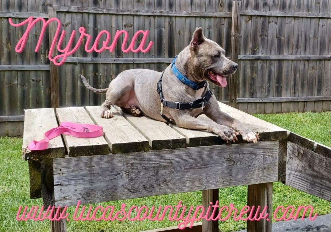 Myrona, Adoptable, Adult Female American Staffordshire Terrier & Pit Bull Terrier.