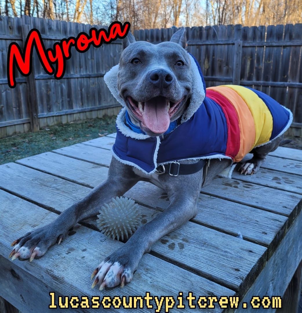 Enlarge Myrona, a Adoptable mixed breed in Toledo, OH image 2/4