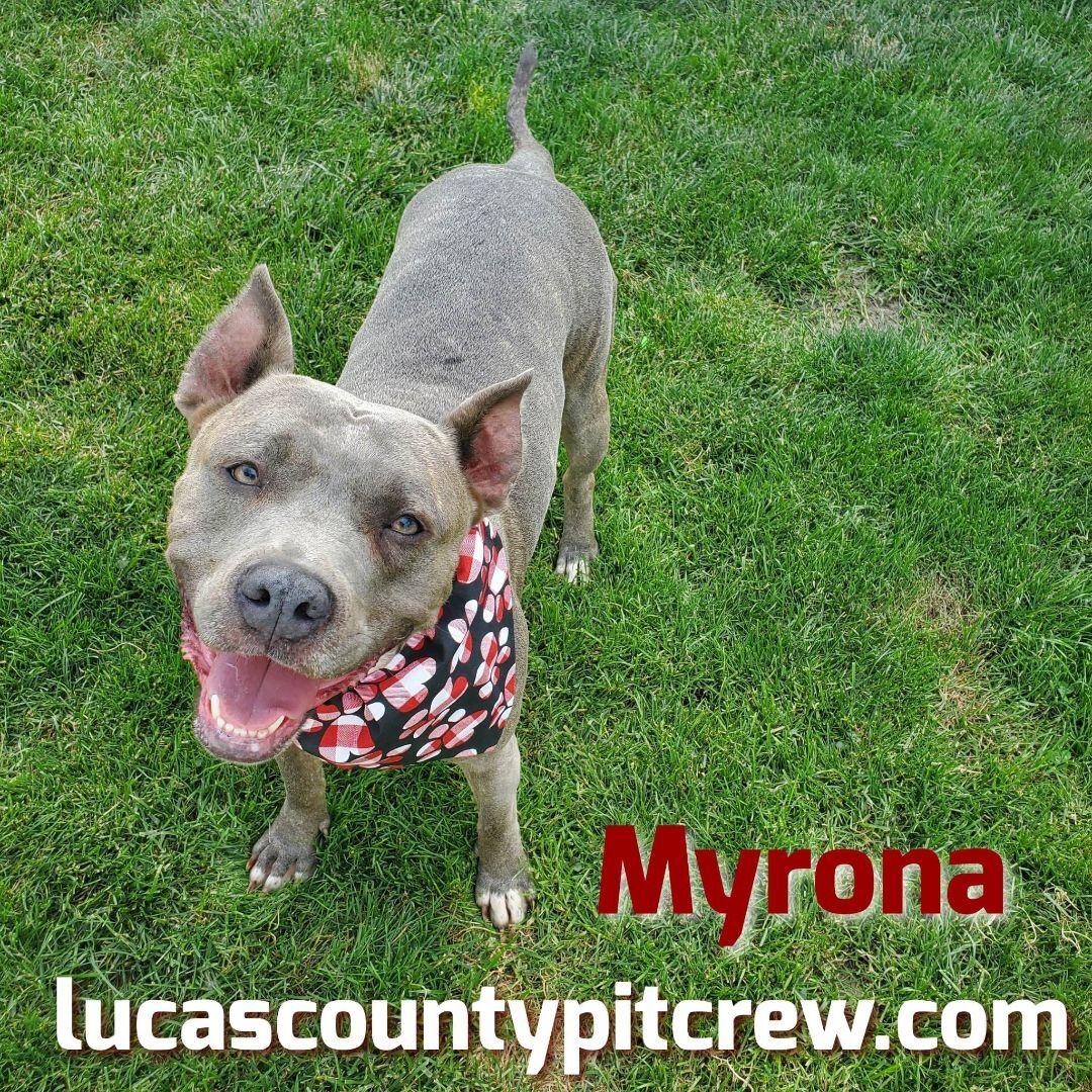 Enlarge Myrona, a Adoptable mixed breed in Toledo, OH image 4/4