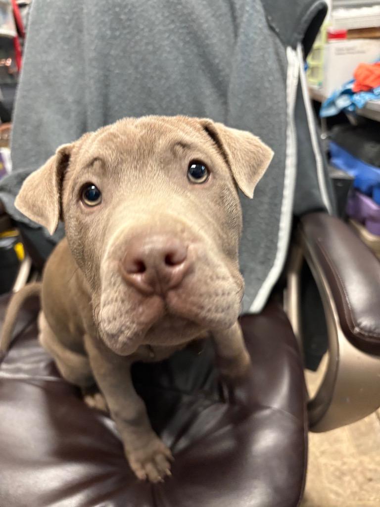 Enlarge Lucas, a Adoptable mixed breed in Reno, NV image 3/3