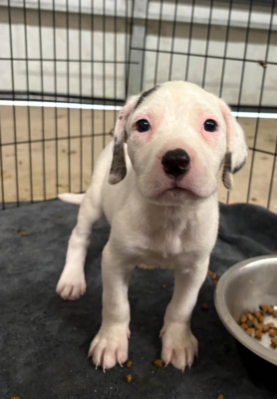 Enlarge CALLA, a Adoptable mixed breed in Thompson, PA image 1/5