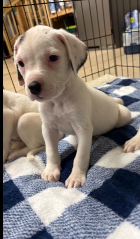 Enlarge CALLA, a Adoptable mixed breed in Thompson, PA image 2/5