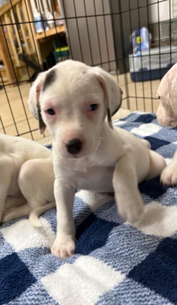 Enlarge CALLA, a Adoptable mixed breed in Thompson, PA image 3/5