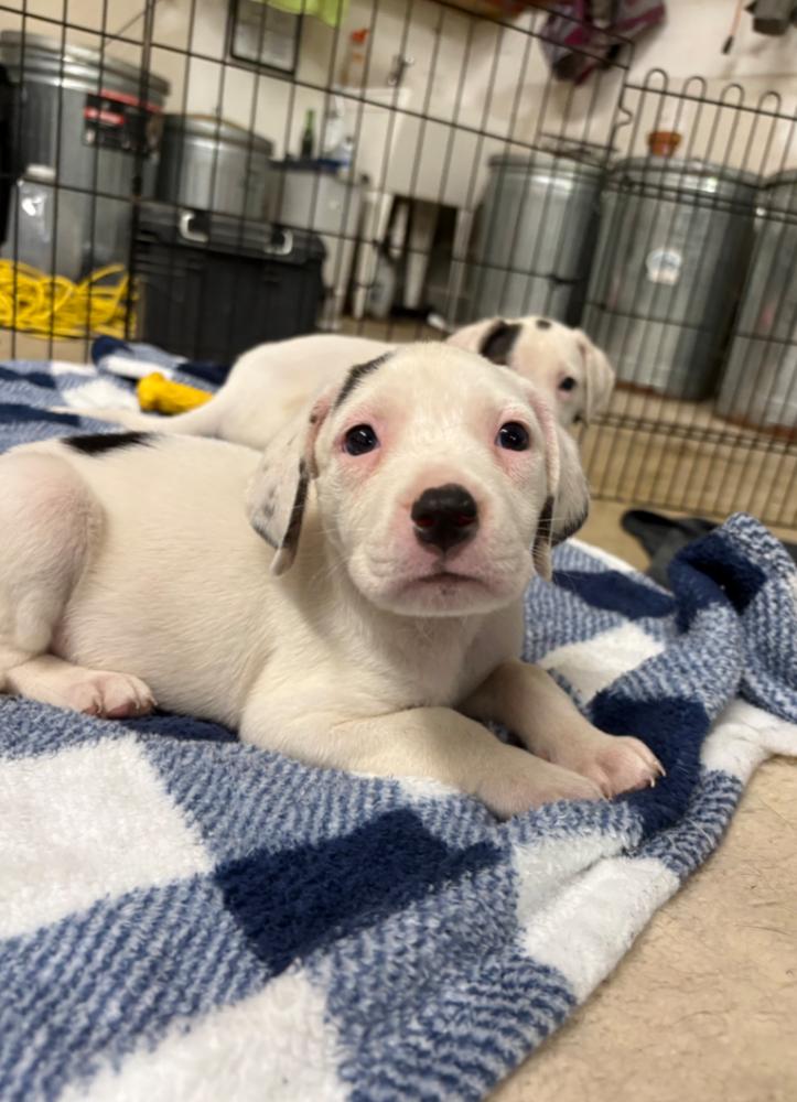 Enlarge CALLA, a Adoptable mixed breed in Thompson, PA image 4/5