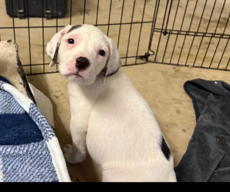 Enlarge CALLA, a Adoptable mixed breed in Thompson, PA image 5/5