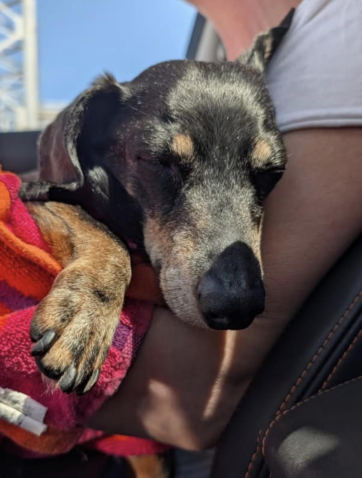 Lilly, a ADOPTABLE Dachshund in Whitewater, WI image 2/6