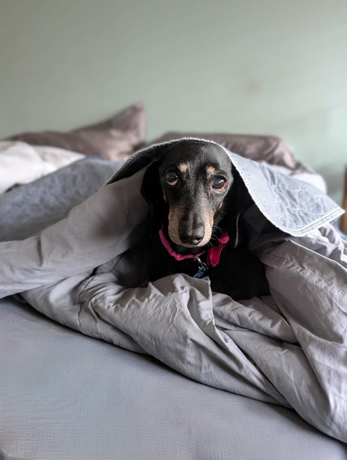 Lilly, a ADOPTABLE Dachshund in Whitewater, WI image 4/6