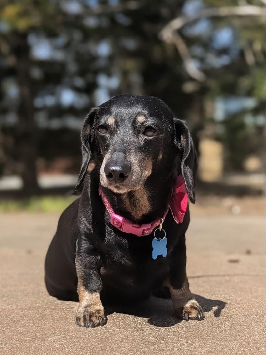 Lilly, ADOPTABLE, Senior Female Dachshund.