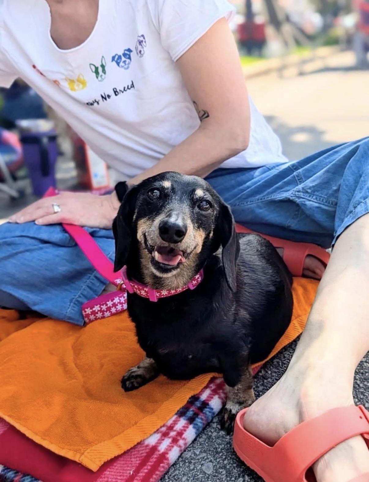 Lilly, a ADOPTABLE Dachshund in Whitewater, WI image 3/6