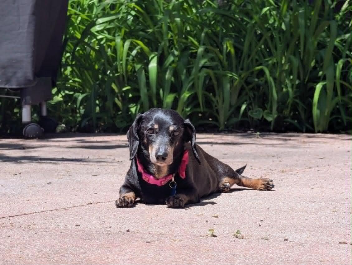 Lilly, a ADOPTABLE Dachshund in Whitewater, WI image 5/6