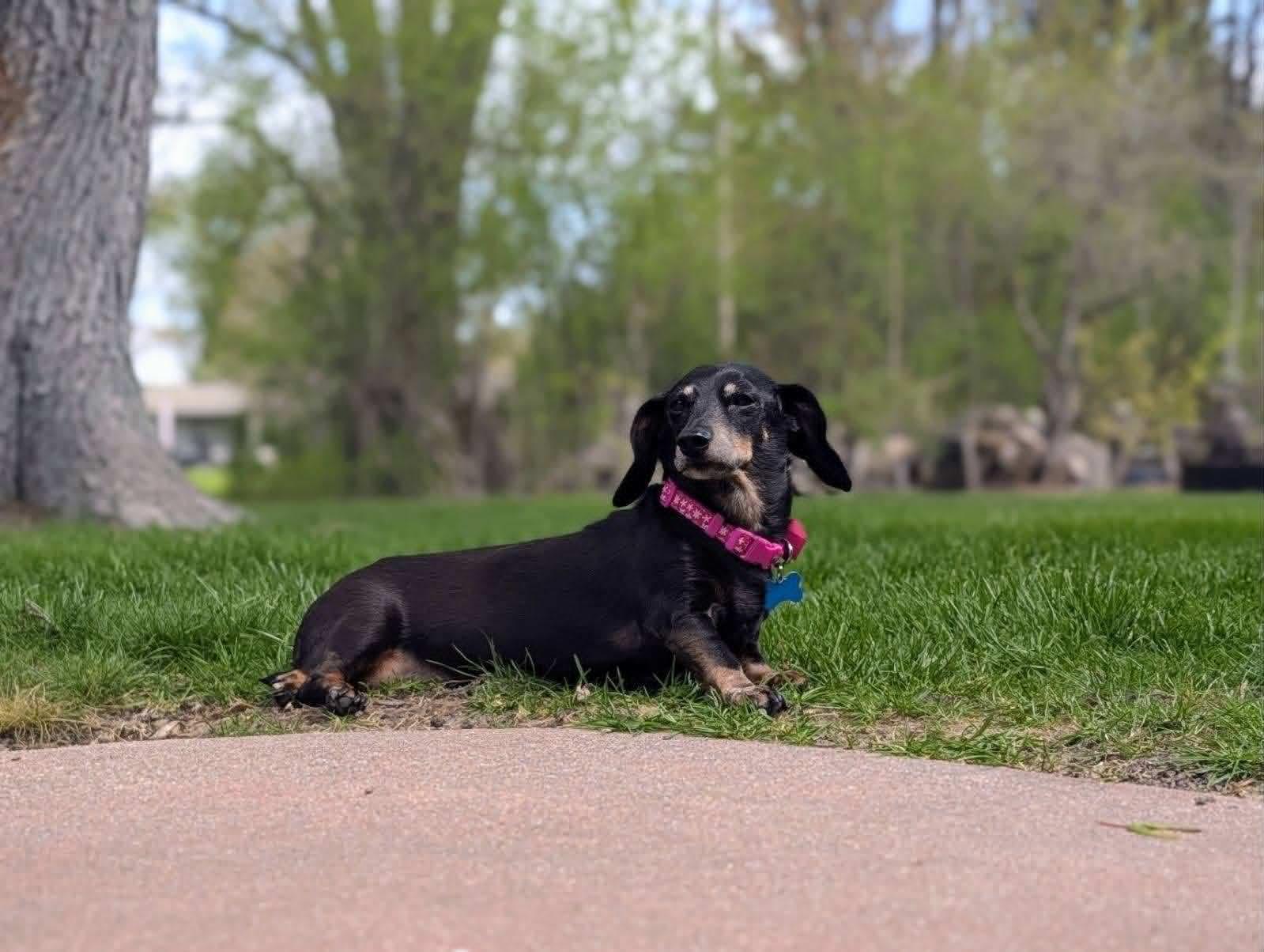Lilly, a ADOPTABLE Dachshund in Whitewater, WI image 6/6