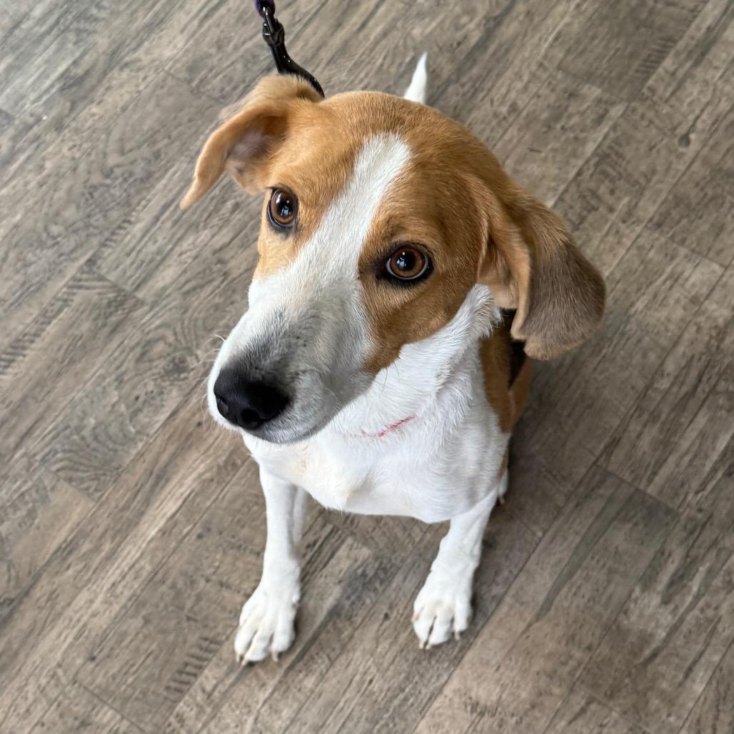 Noodle, a Adoptable Mixed Breed in Fredericksburg, VA image 1/6