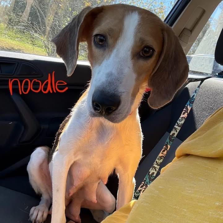 Noodle, Adoptable, Adult Female Mixed Breed.
