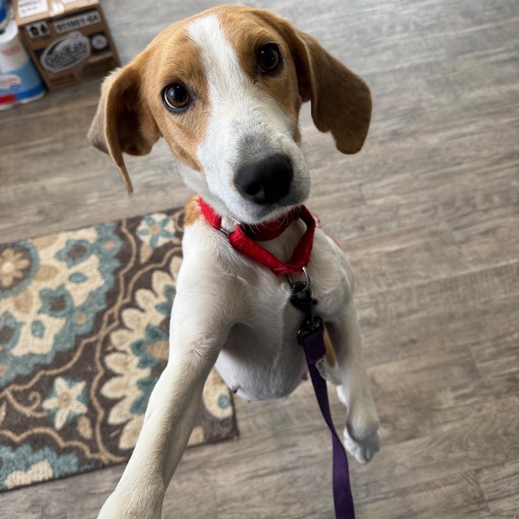 Noodle, a Adoptable Mixed Breed in Fredericksburg, VA image 3/6