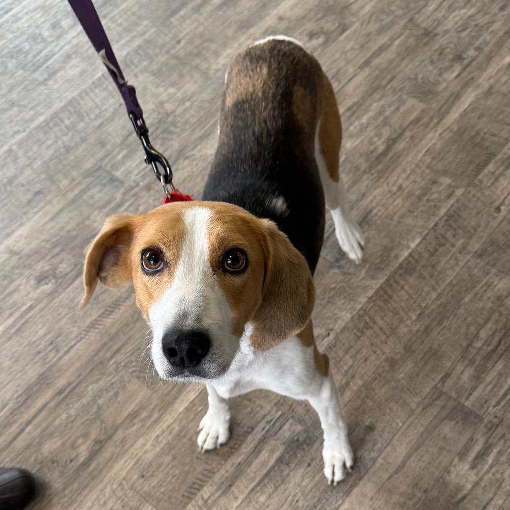 Noodle, a Adoptable Mixed Breed in Fredericksburg, VA image 4/6