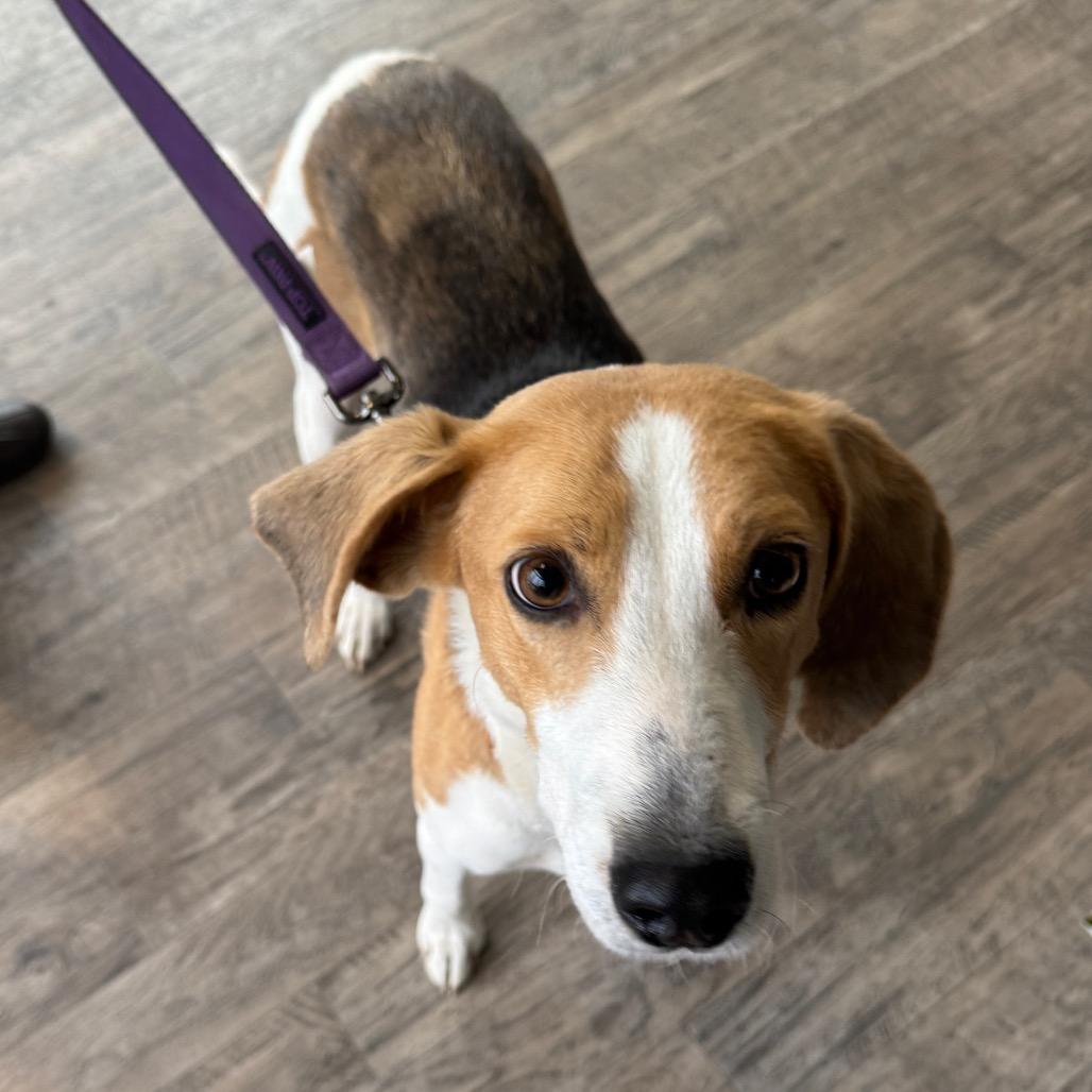 Noodle, a Adoptable Mixed Breed in Fredericksburg, VA image 5/6