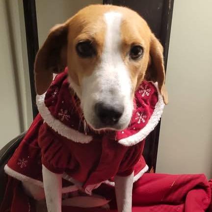 Enlarge Noodle, a Adoptable Mixed Breed in Fredericksburg, VA image 2/2