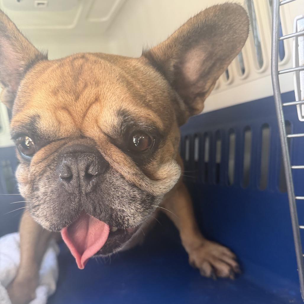 Little Leo, Adoptable, Adult Male French Bulldog.