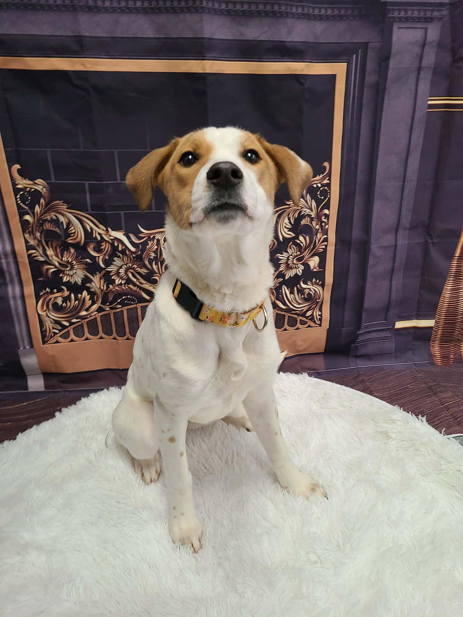 Enlarge Piper, a Adoptable mixed breed in Cherry Valley, MA image 2/6