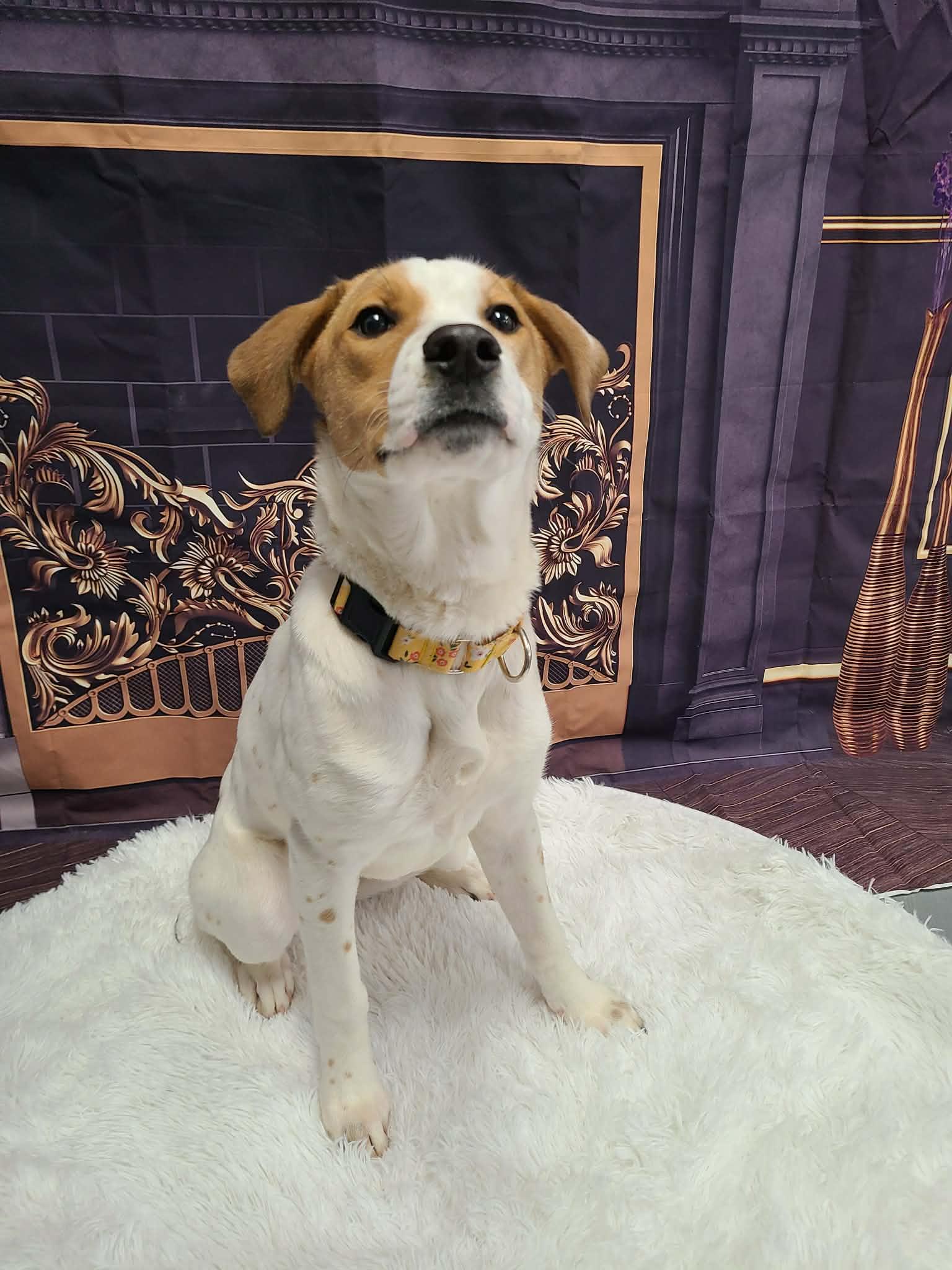 Piper, Adoptable, Young Female Hound.