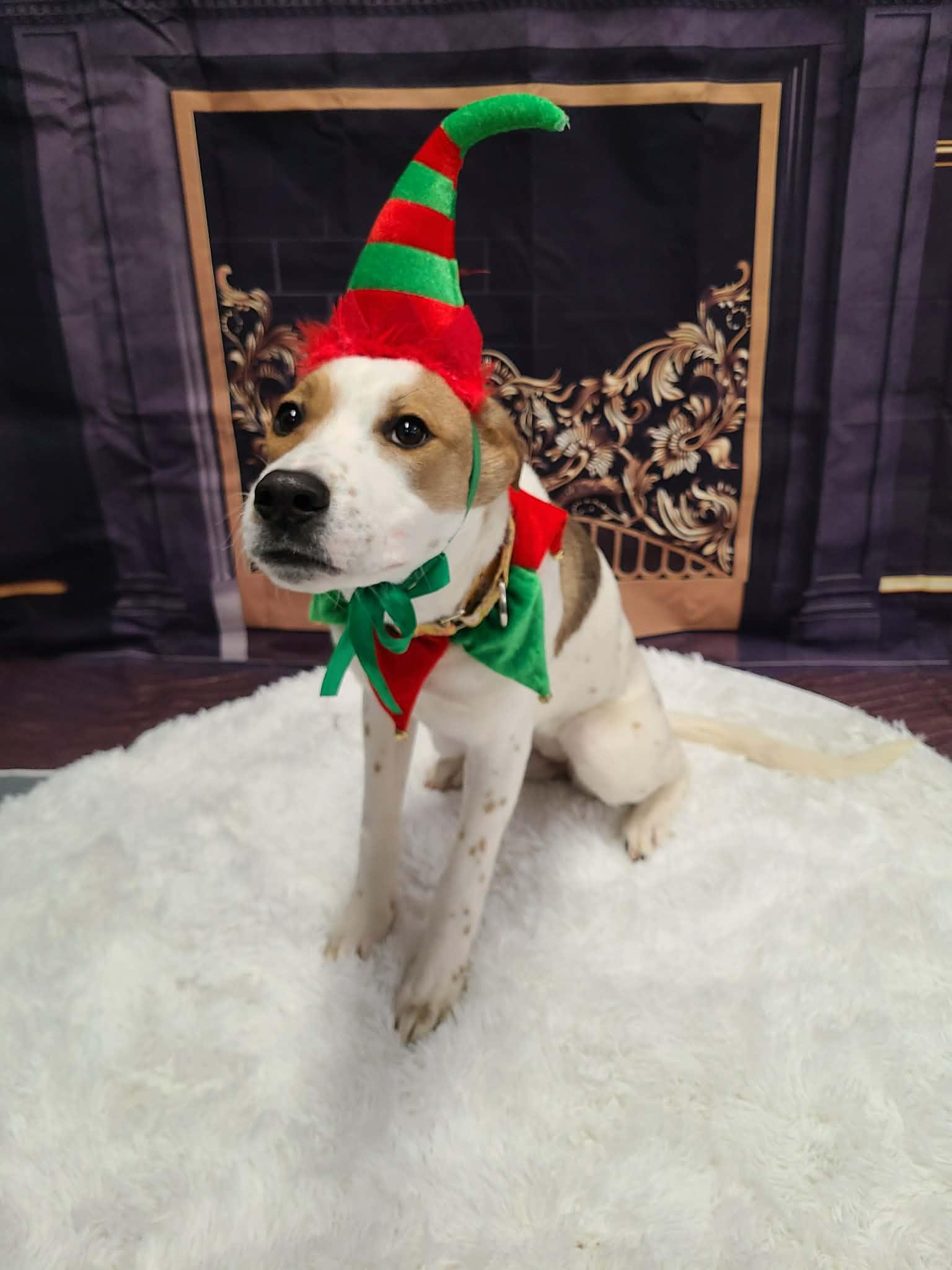 Enlarge Piper, a Adoptable mixed breed in Cherry Valley, MA image 5/6