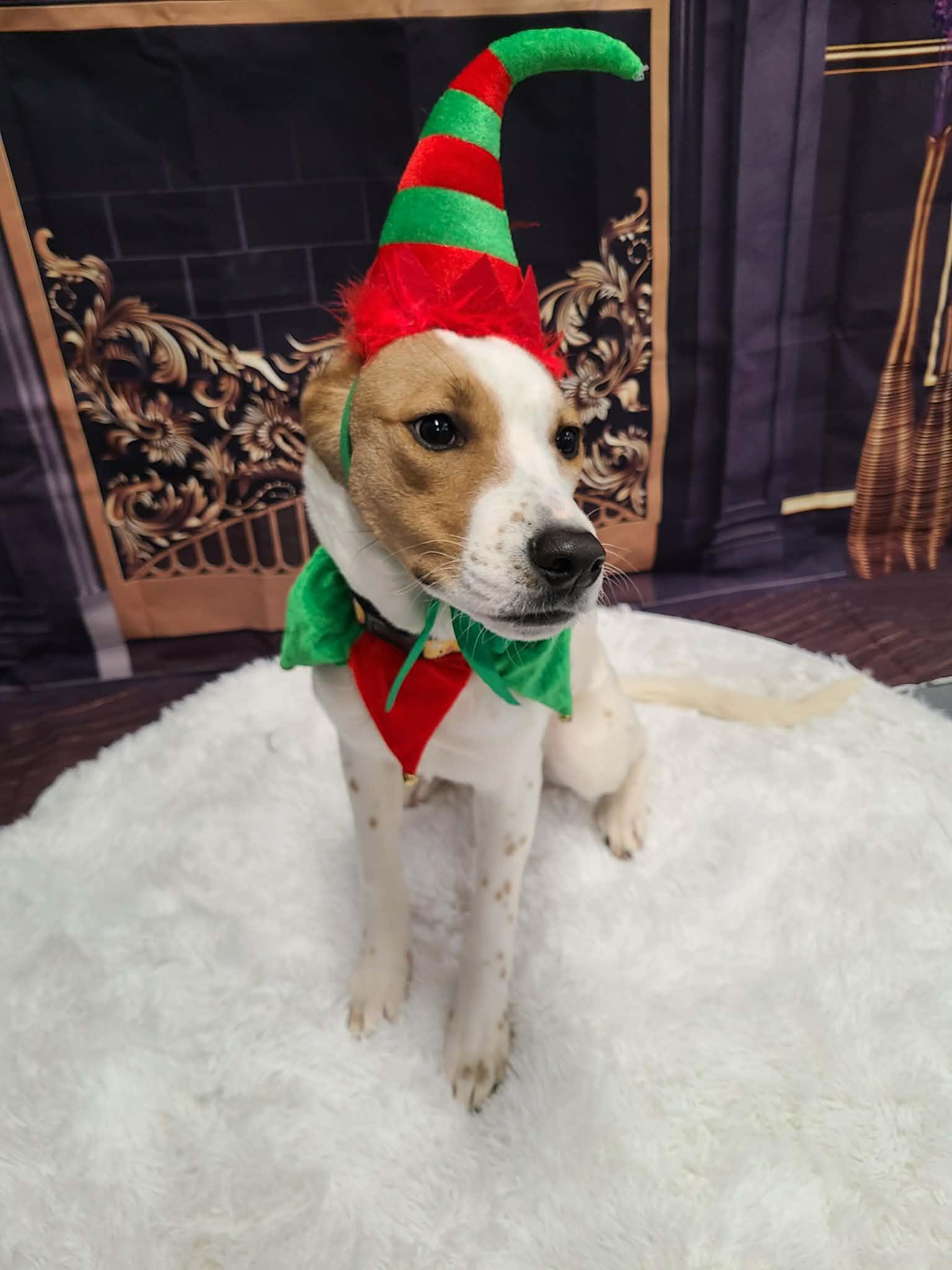 Enlarge Piper, a Adoptable mixed breed in Cherry Valley, MA image 6/6