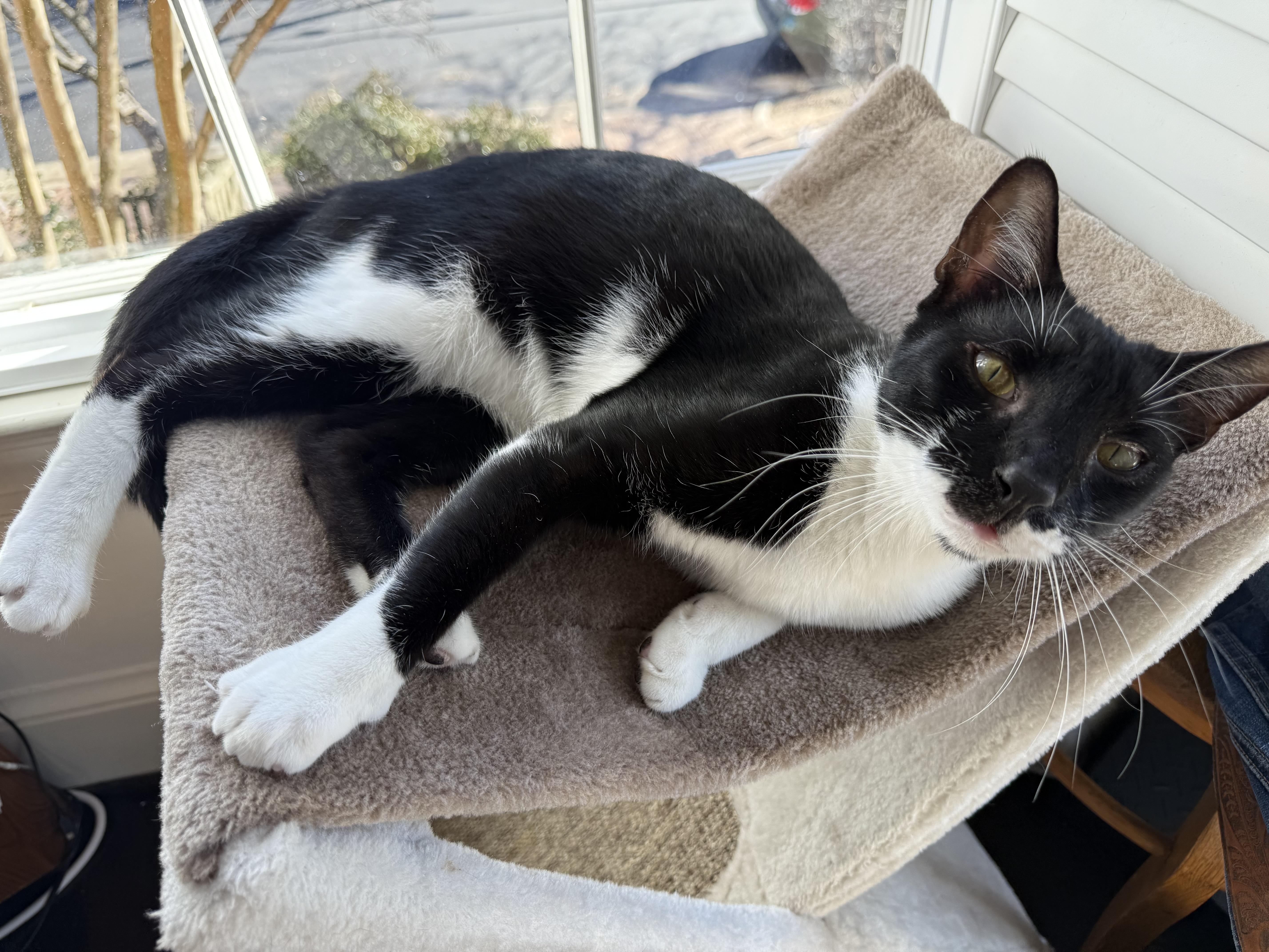 Enlarge Blue Tang, a ADOPTABLE Domestic Short Hair in Alexandria, VA image 3/6