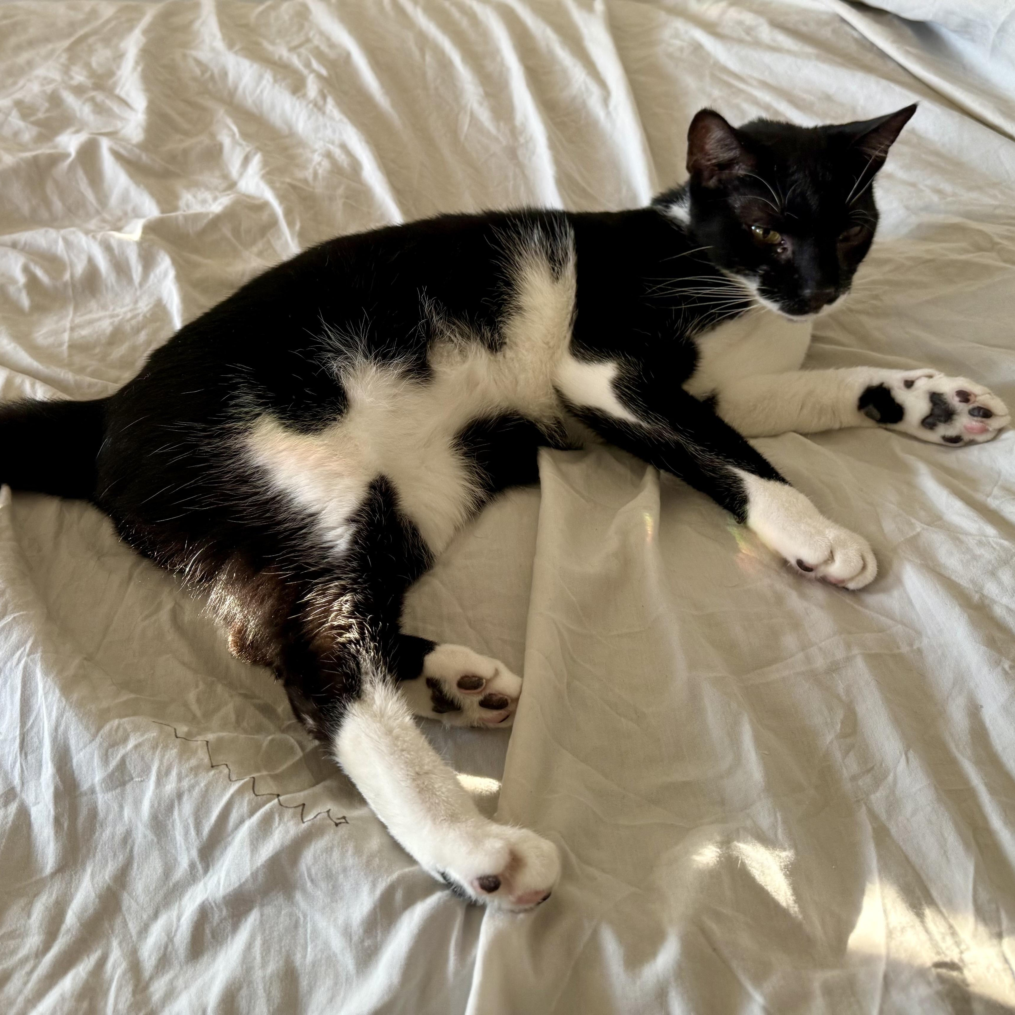 Enlarge Blue Tang, a ADOPTABLE Domestic Short Hair in Alexandria, VA image 5/6