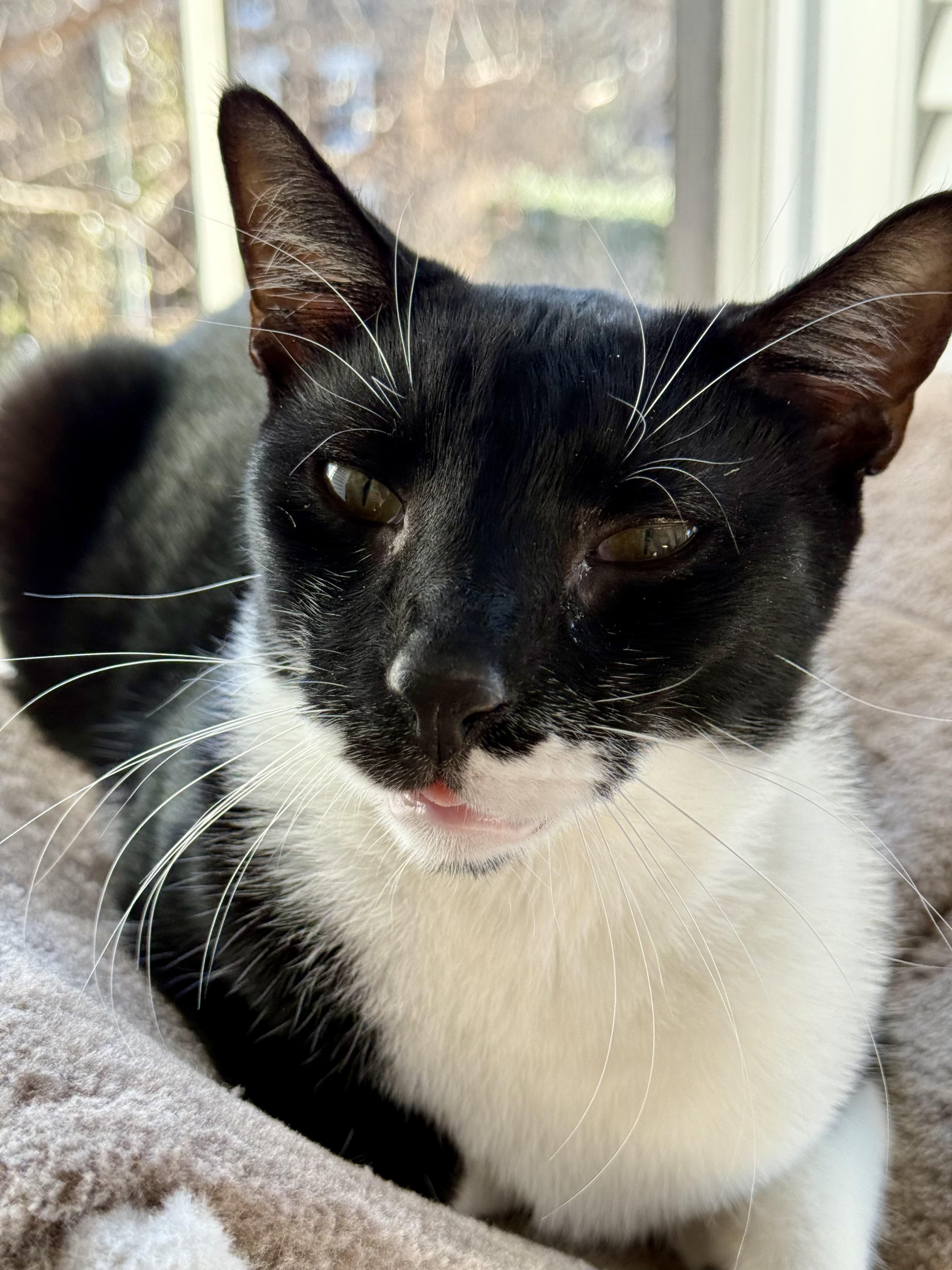 Enlarge Blue Tang, a ADOPTABLE Domestic Short Hair in Alexandria, VA image 6/6