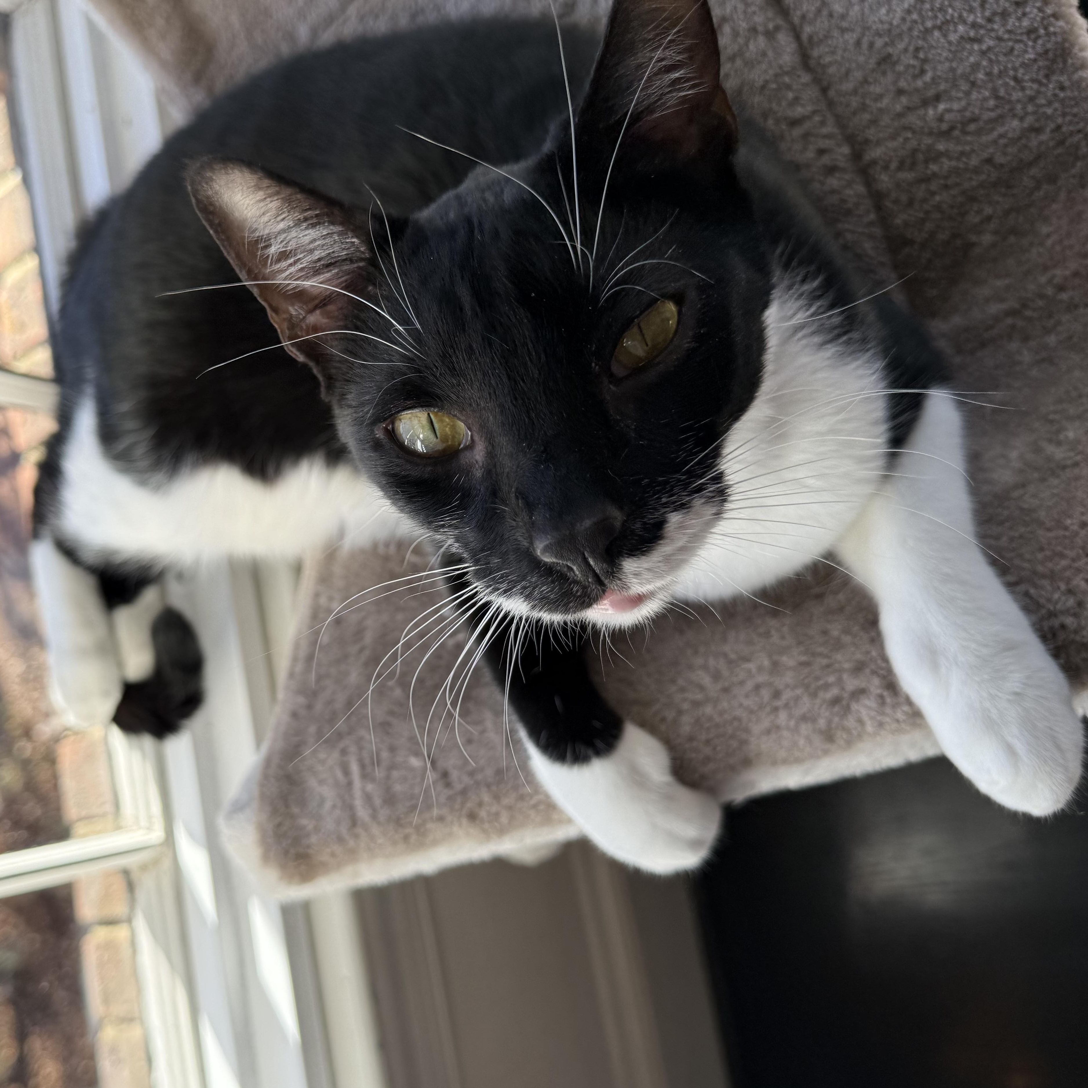 Blue Tang, ADOPTABLE, Young Male Domestic Short Hair.