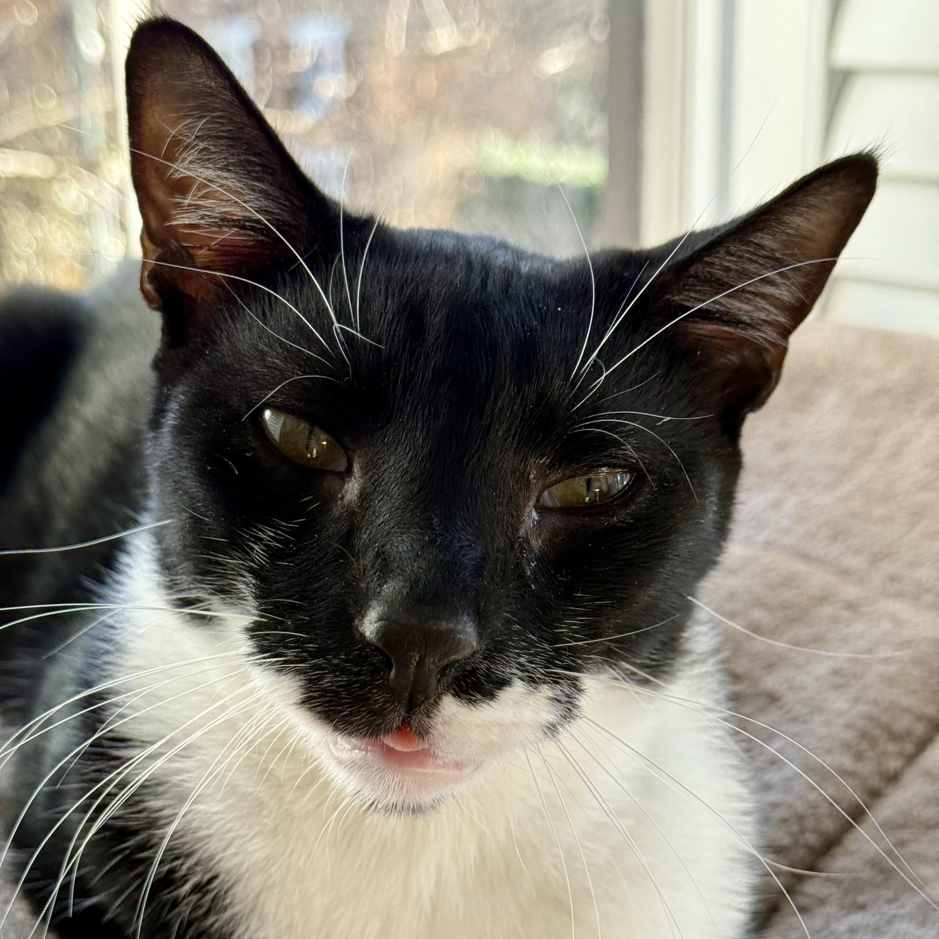 Enlarge Blue Tang, a ADOPTABLE Domestic Short Hair in Alexandria, VA image 2/6