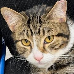 Danny, Adoptable, Young Male Domestic Short Hair.