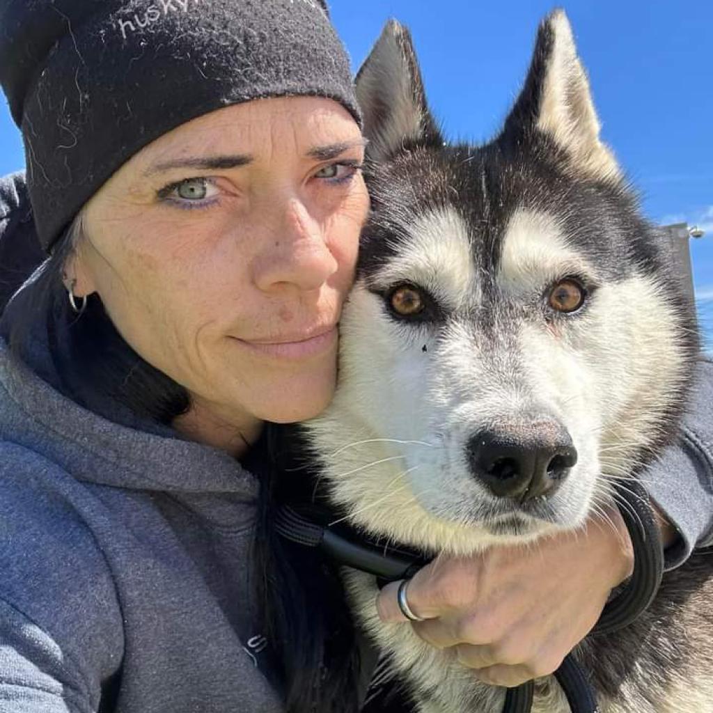 Froto, Adoptable, Adult Male Husky.