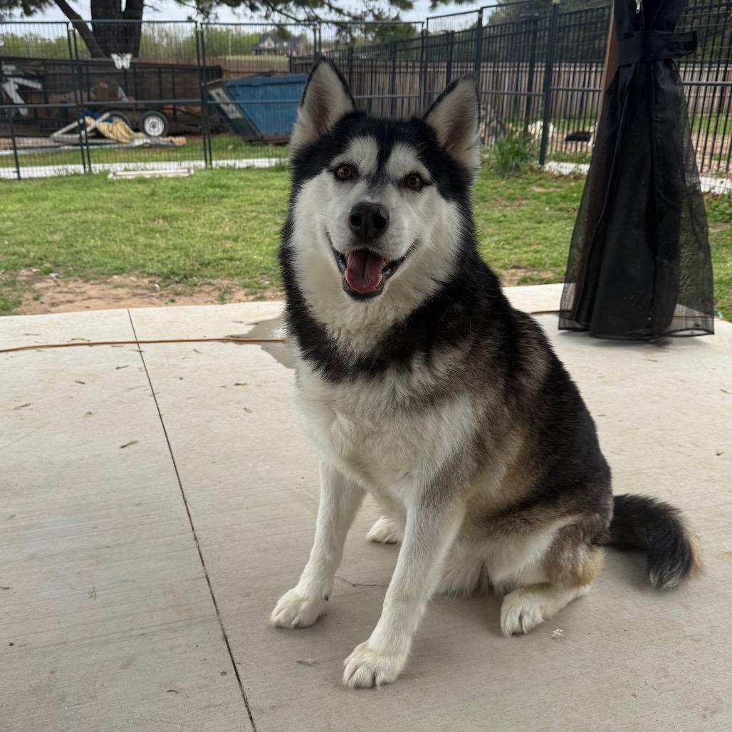Froto, Adoptable, Adult Male Husky.