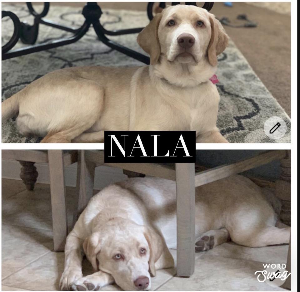 Enlarge Nala, a ADOPTABLE Labrador Retriever in canyon lake, TX image 1/1