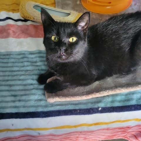 Enlarge Charlotte, a Adoptable Domestic Short Hair in Connersville, IN image 2/4