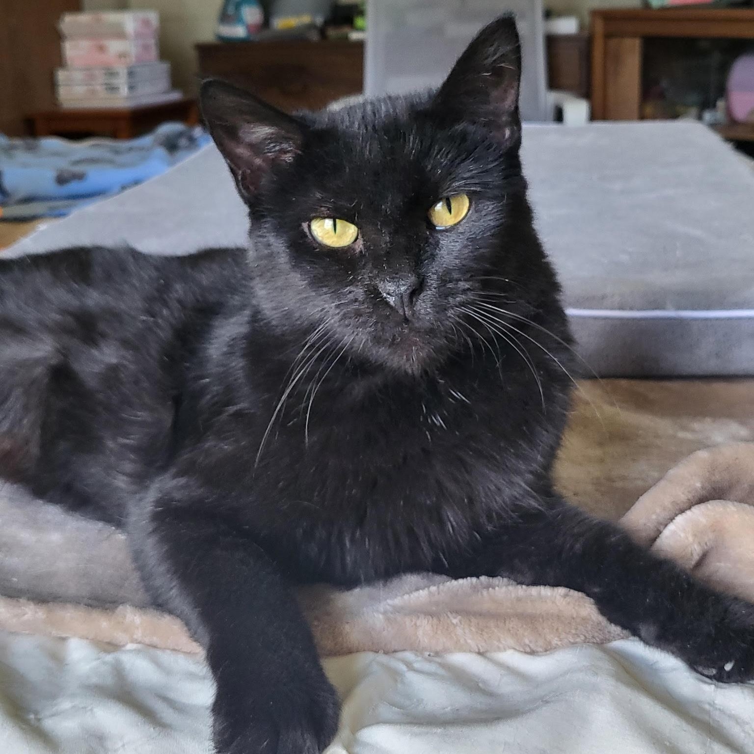 Enlarge Charlotte, a Adoptable Domestic Short Hair in Connersville, IN image 1/4