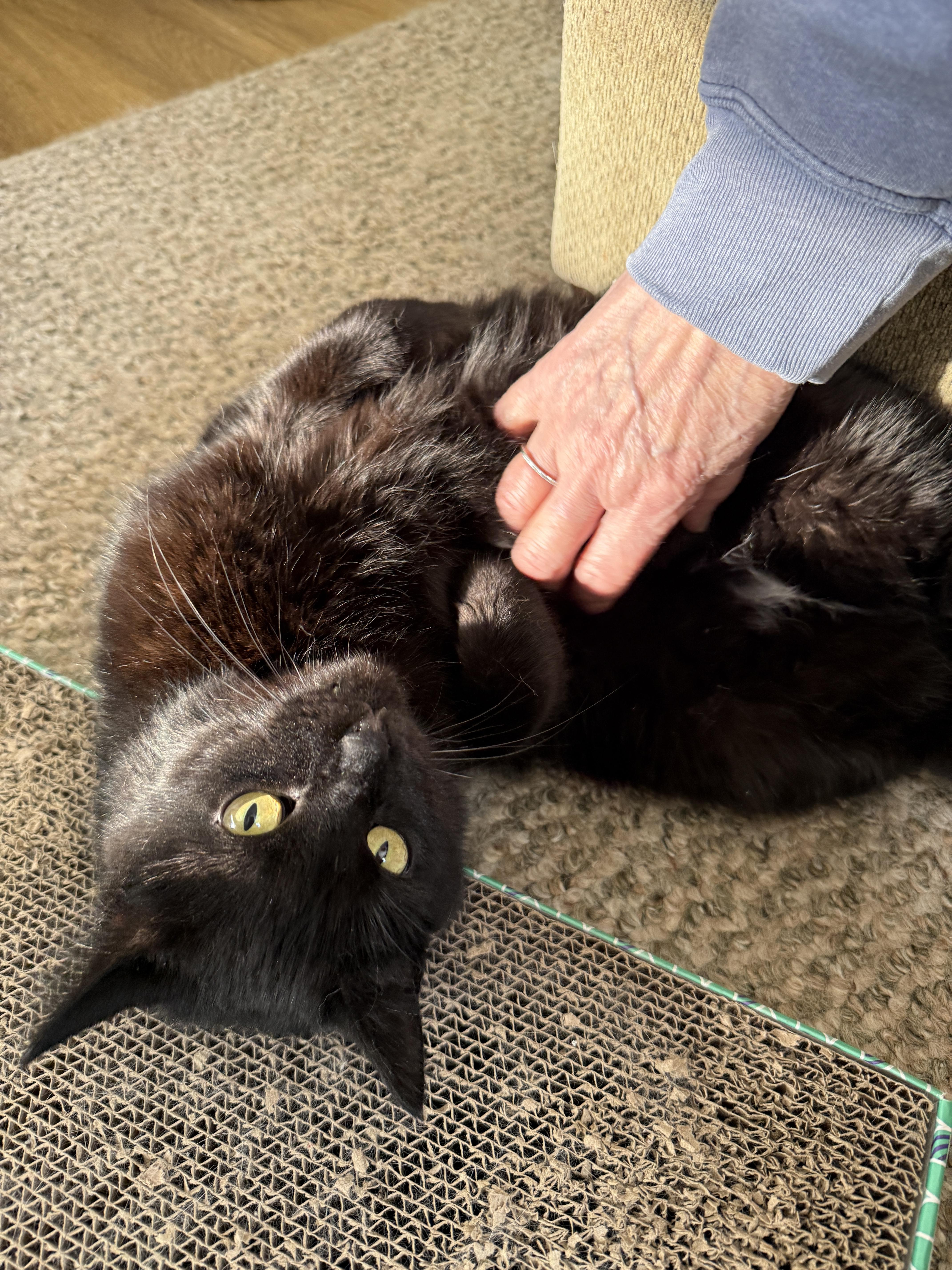 Enlarge Charlotte, a Adoptable Domestic Short Hair in Connersville, IN image 6/6