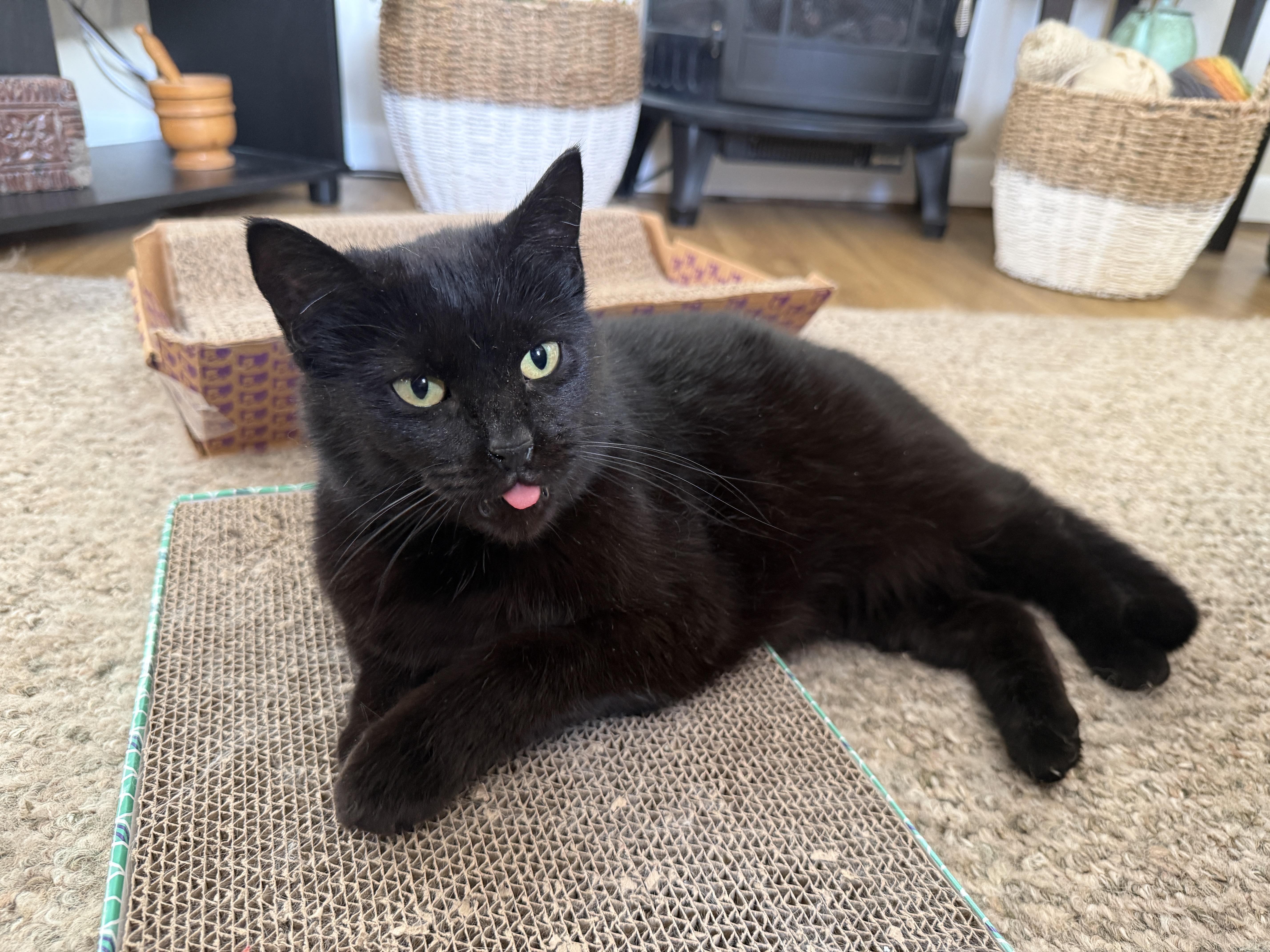 Enlarge Charlotte, a Adoptable Domestic Short Hair in Connersville, IN image 5/6