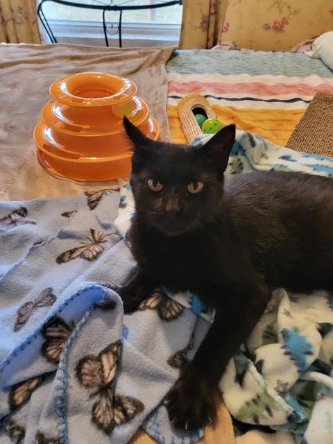 Enlarge Charlotte, a Adoptable Domestic Short Hair in Connersville, IN image 3/4