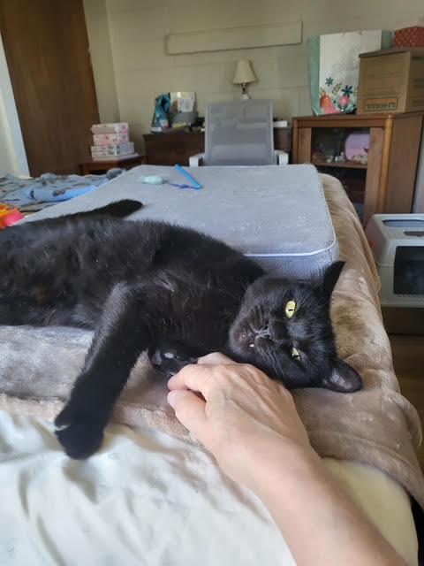 Enlarge Charlotte, a Adoptable Domestic Short Hair in Connersville, IN image 4/4