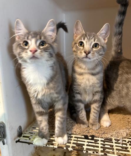 Enlarge Muffin, a Adopted Domestic Medium Hair in Pottstown, PA image 2/4