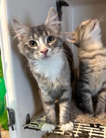 Enlarge Muffin, a Adopted Domestic Medium Hair in Pottstown, PA image 3/4