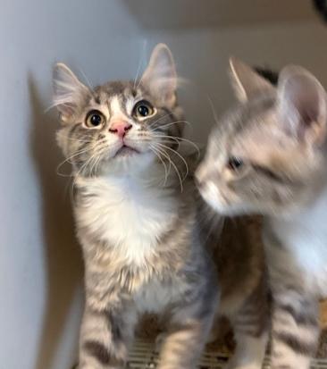 Enlarge Muffin, a Adopted Domestic Medium Hair in Pottstown, PA image 4/4