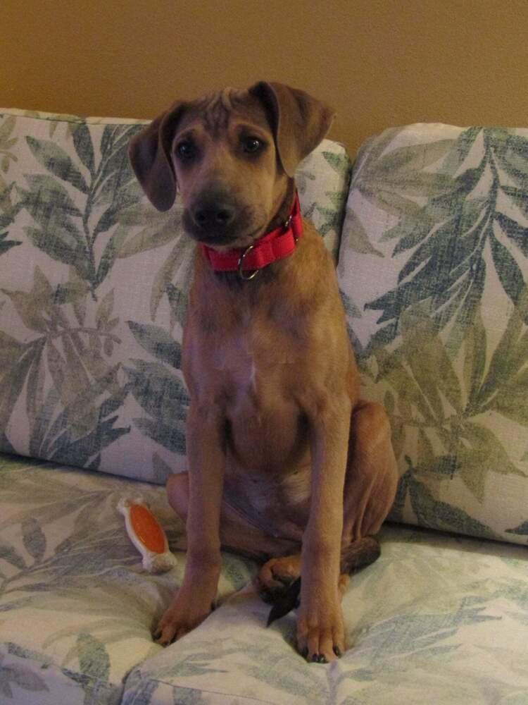 Maya, Adoptable, Puppy Female Mixed Breed.