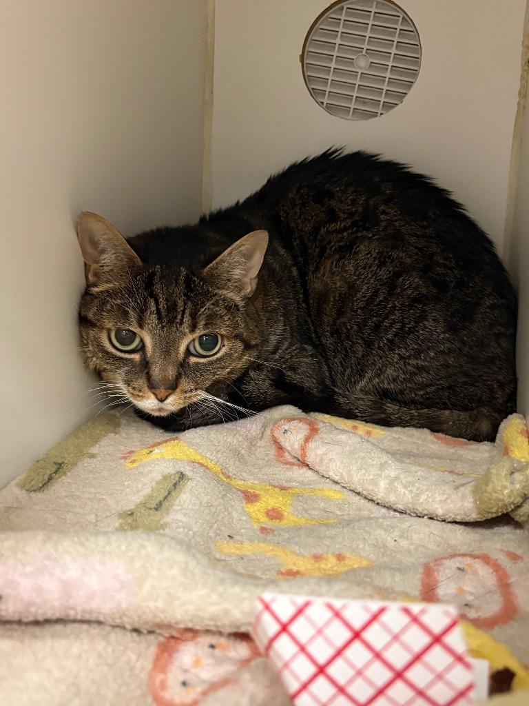 Enlarge Goblin (Wesley St), a Adoptable mixed breed image 1/1